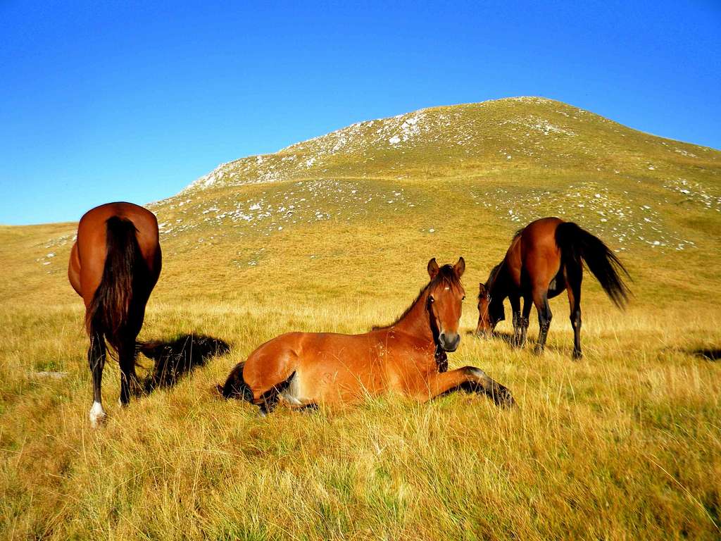 Horses on Zelengora