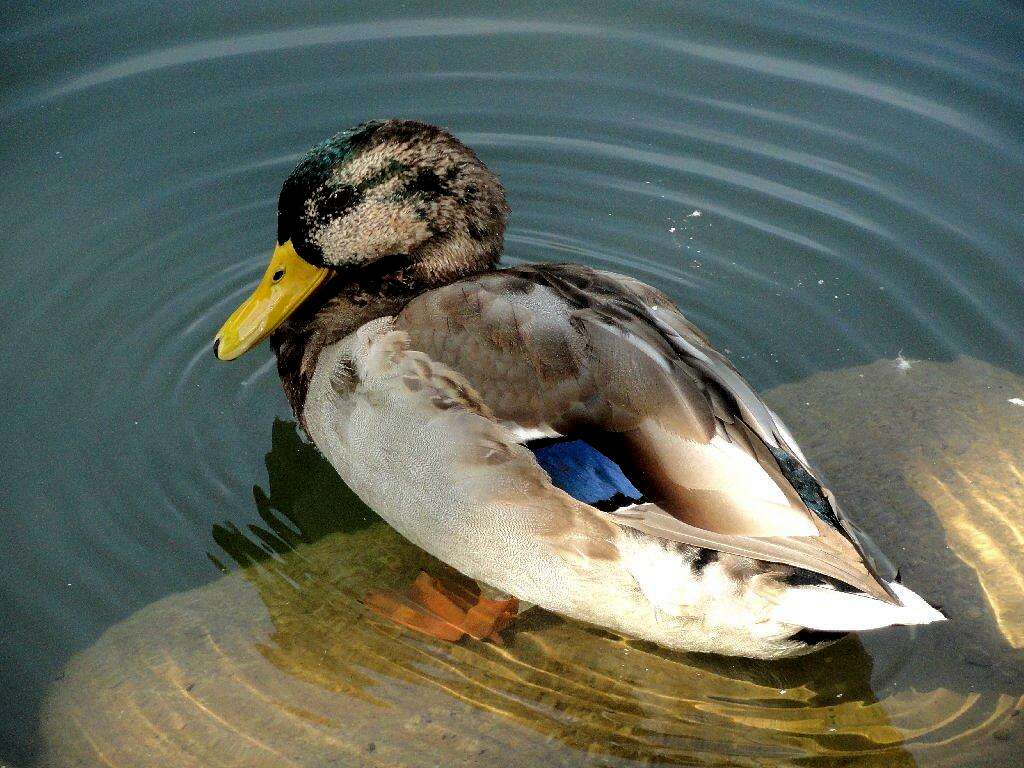 Male Mallard Duck in the River Tabor