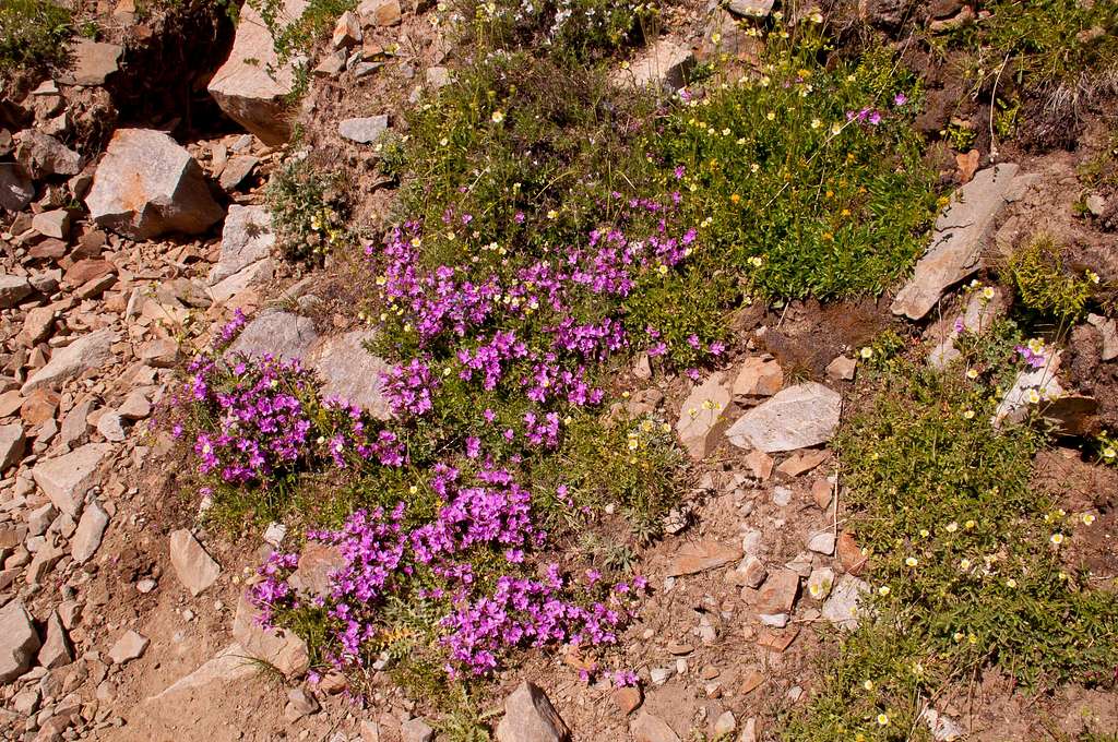 Wildflowers