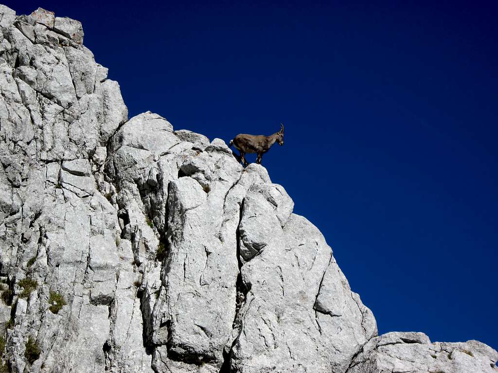 Ibex observing hikers at Dent d'Oche