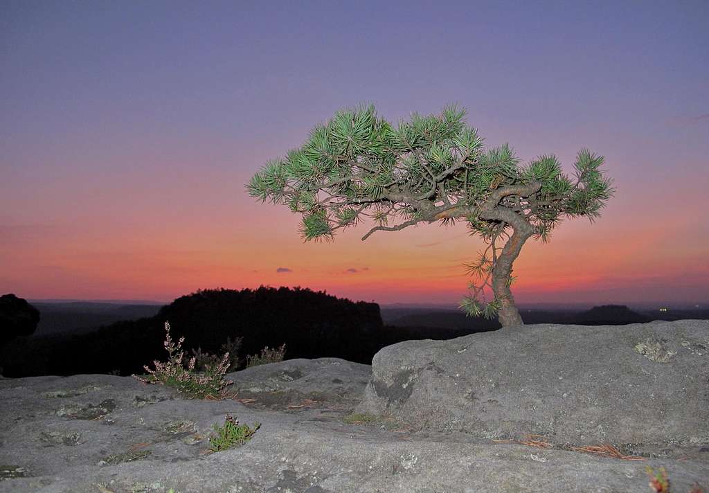 A tiny pine tree on the top of Papststein