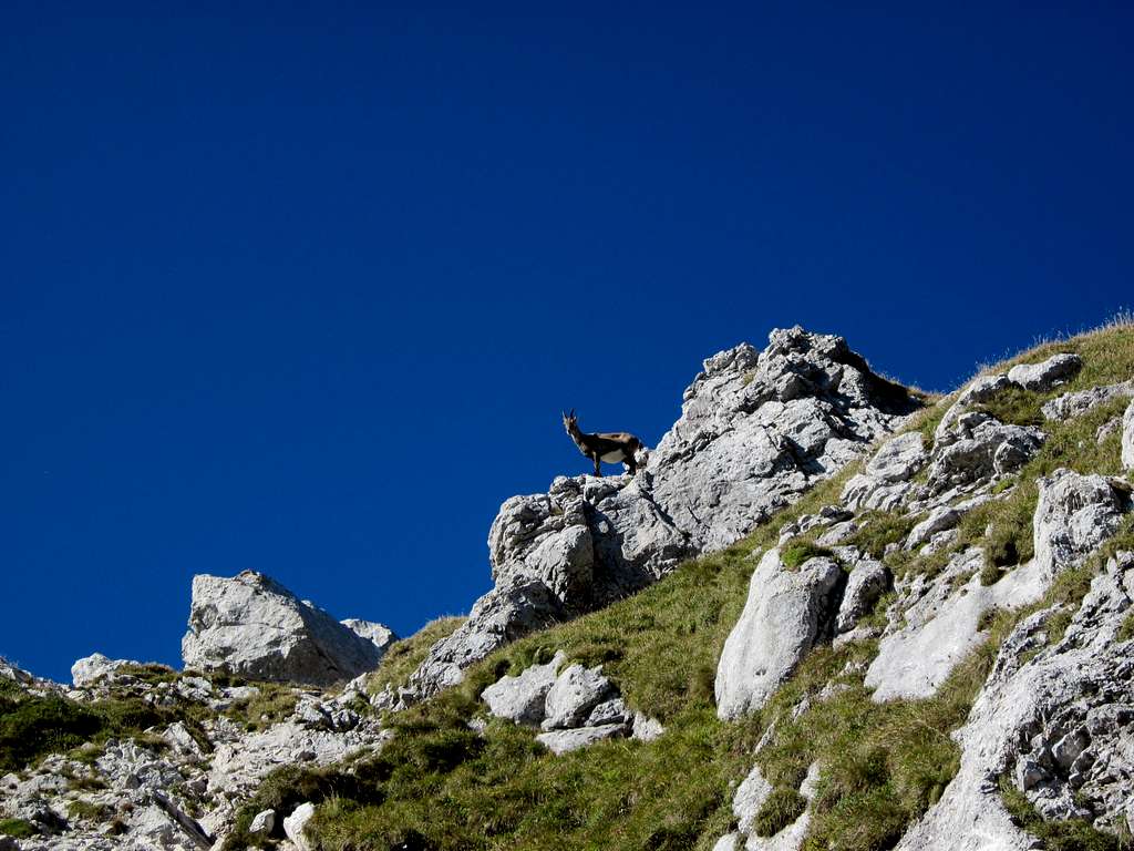 Yet another ibex on her watch