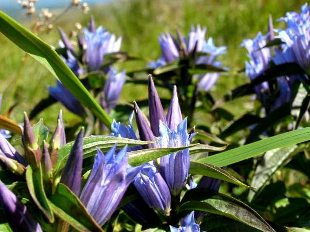 Willow Gentian  on the slope of Mount Tarniczka.