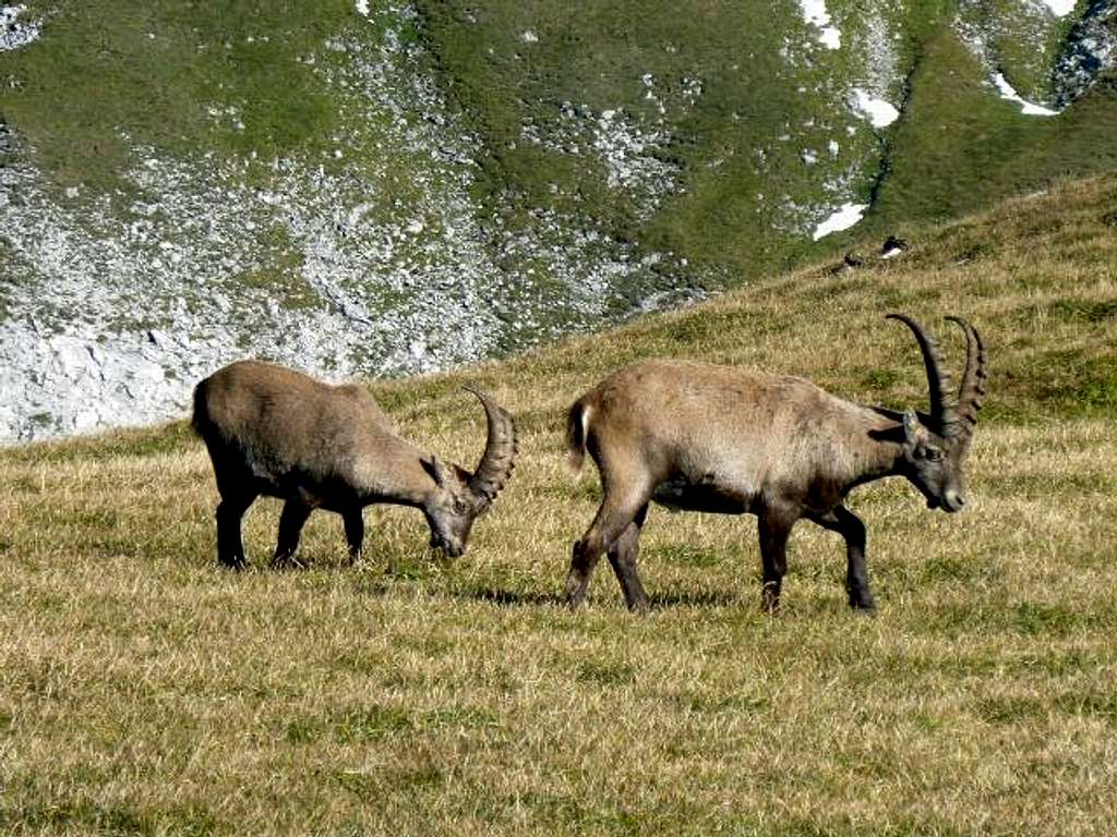 Ibex on Hochschwab Plateau
