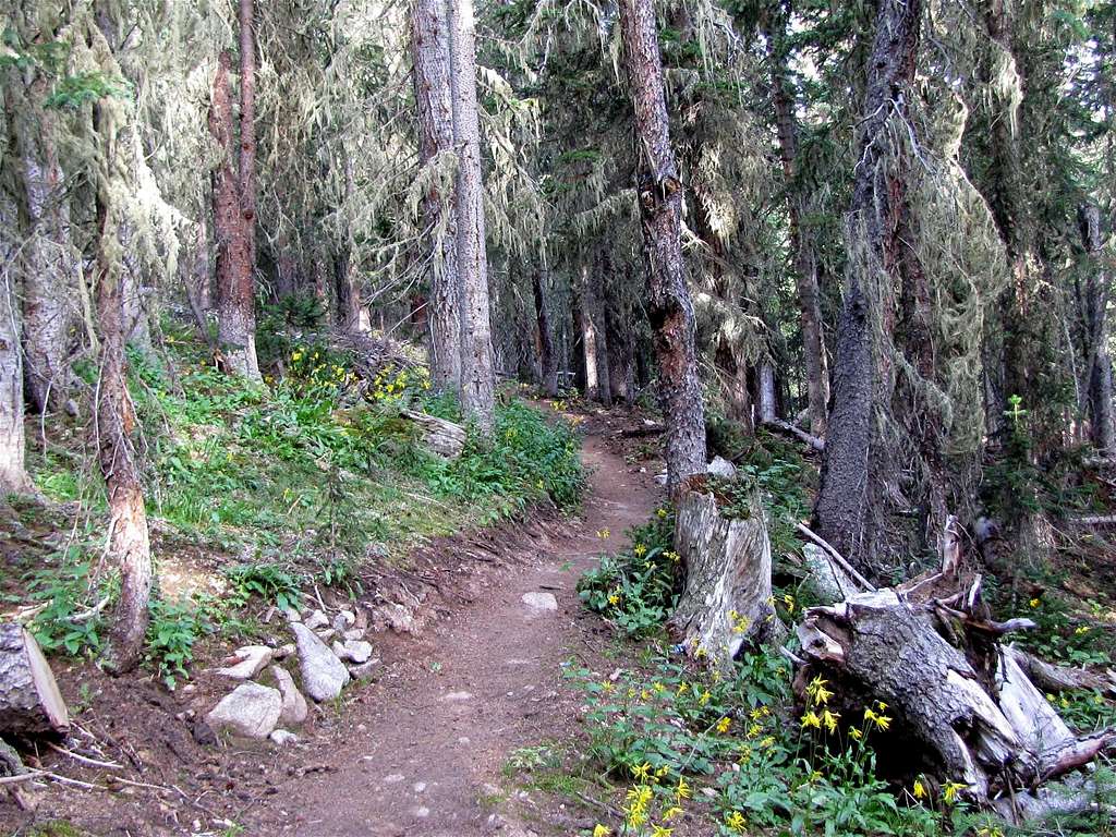 Trail in Forest