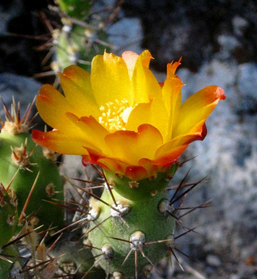 Cactus flower