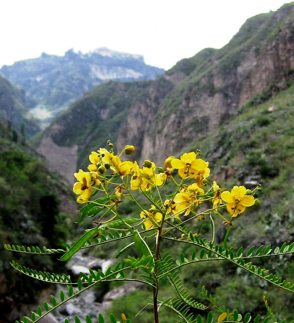Colca Canyon Flowers