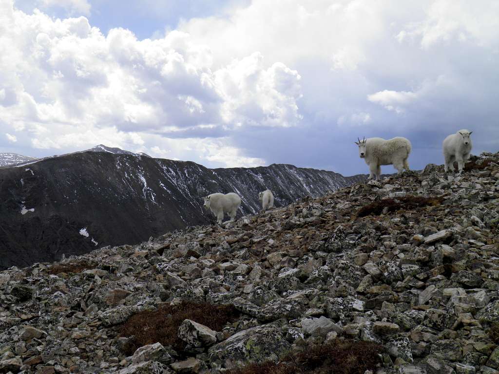 Mountain Goats on Quandary