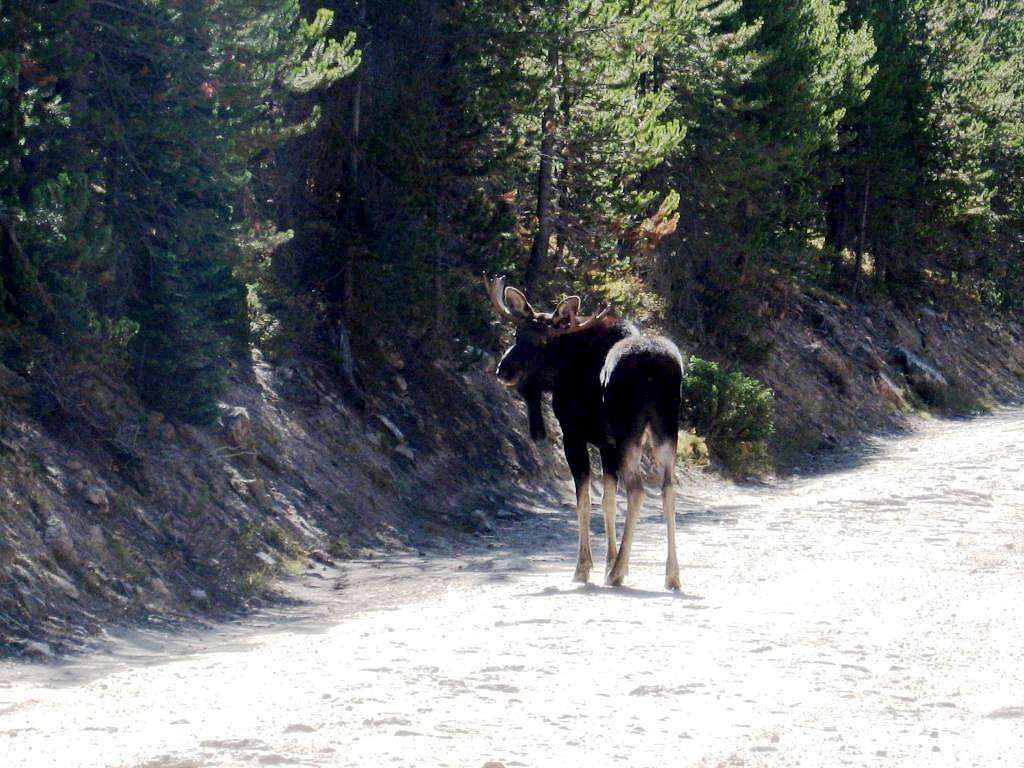 Moose in the road