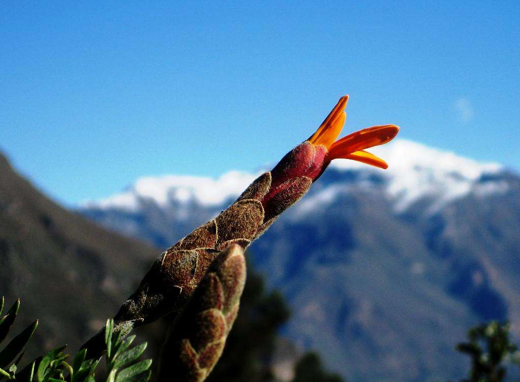 Budding Flower against the backdrop of Cerro Bombaya