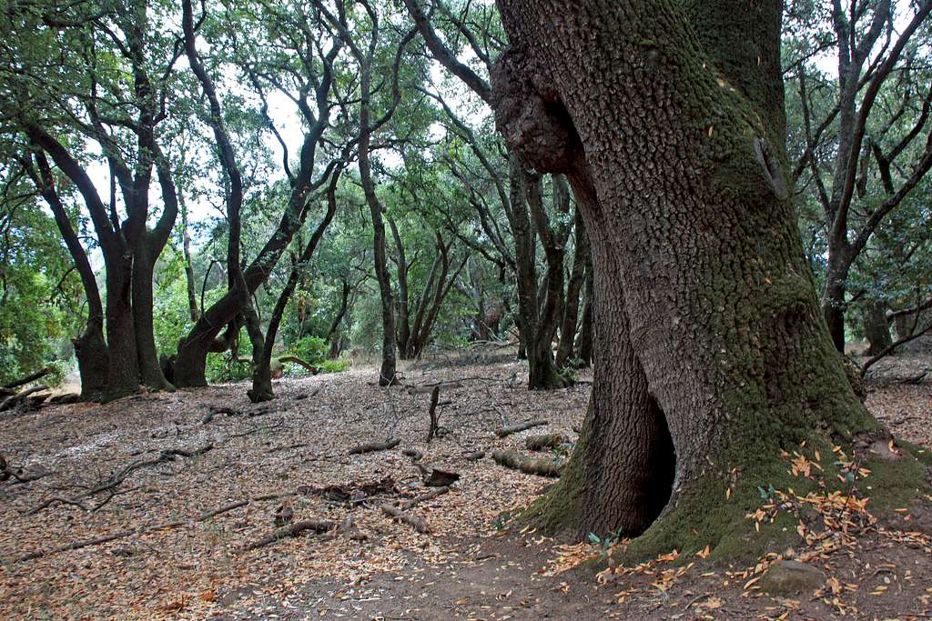 Oak forest on Burdell Mountain