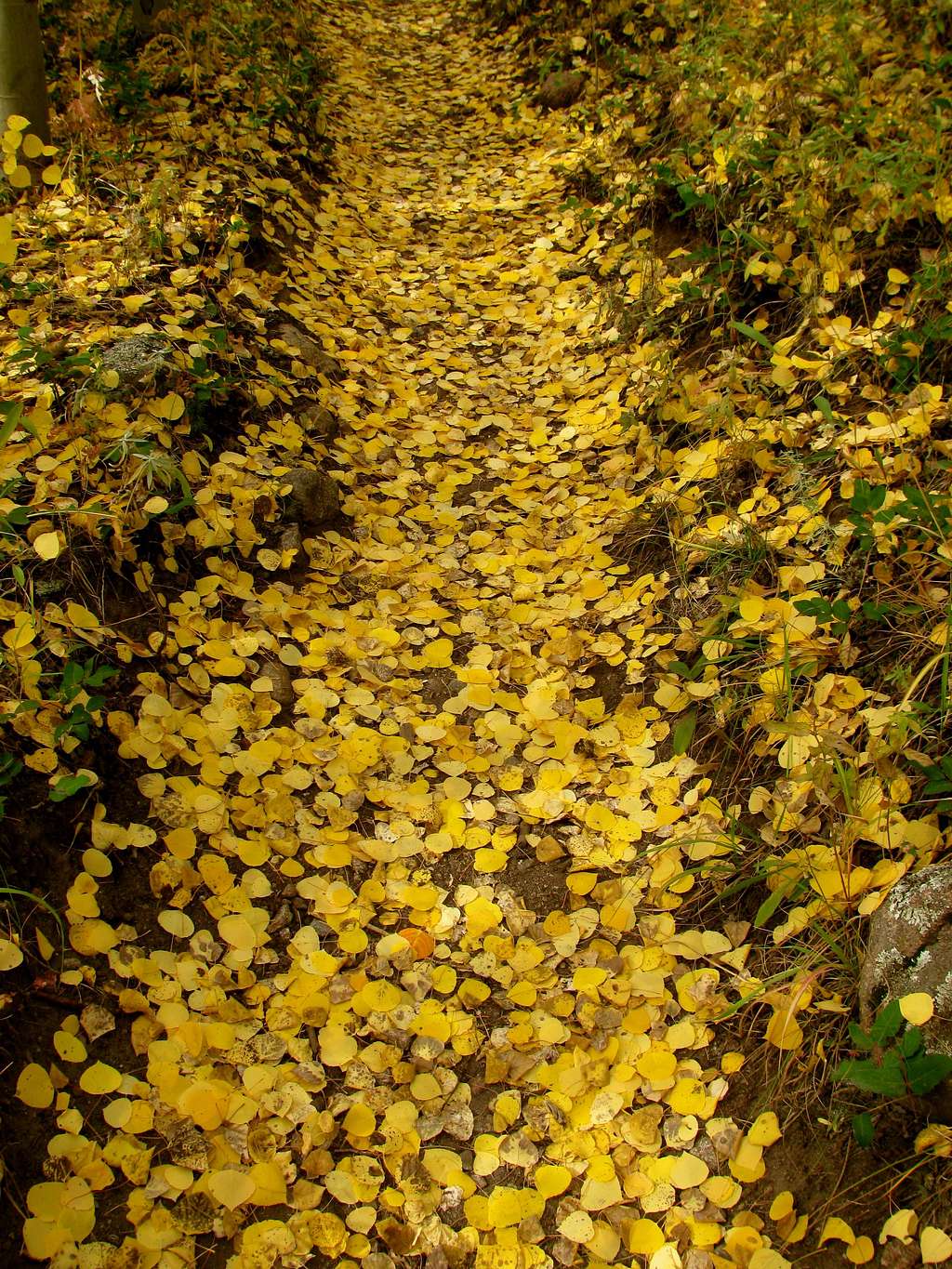 A trail of Golden Aspen Leaves