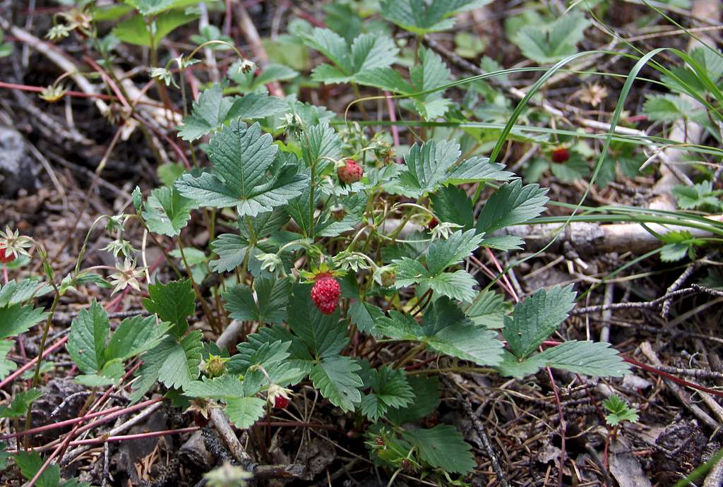 Forest strawberries