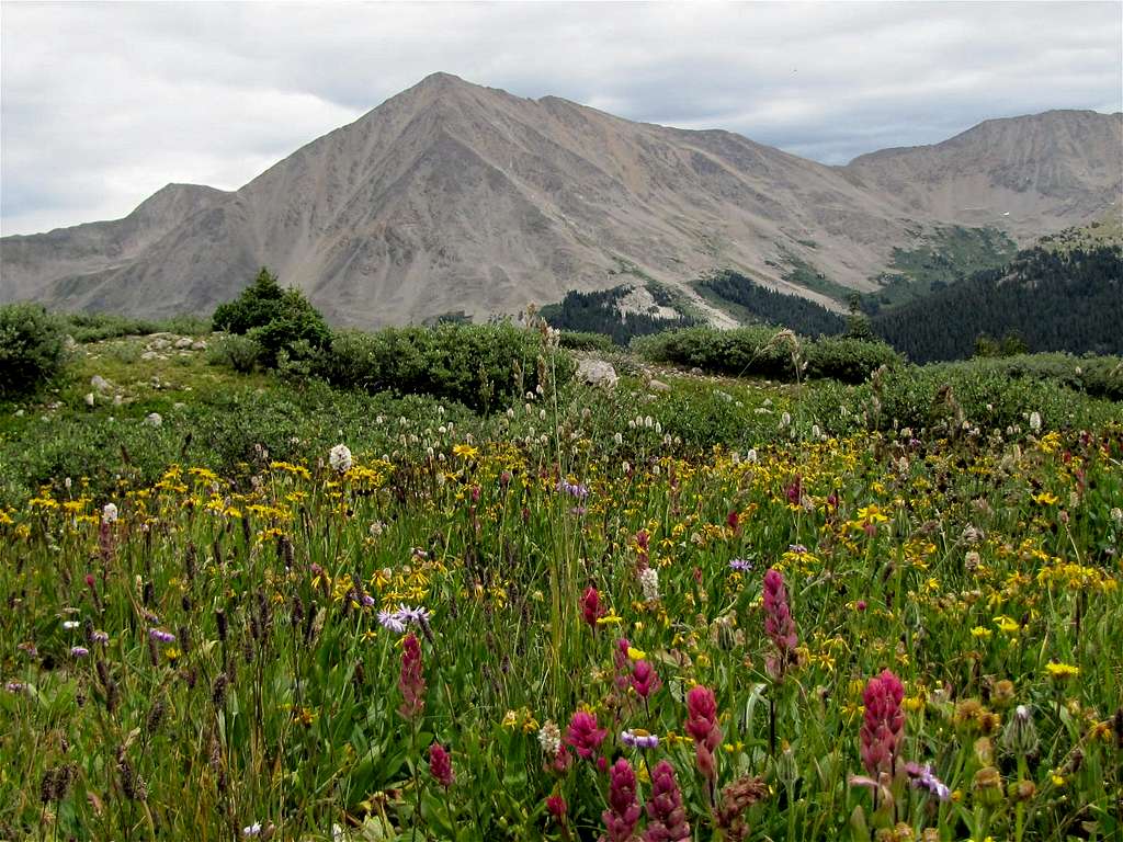 Huron Peak from Harrison Flat