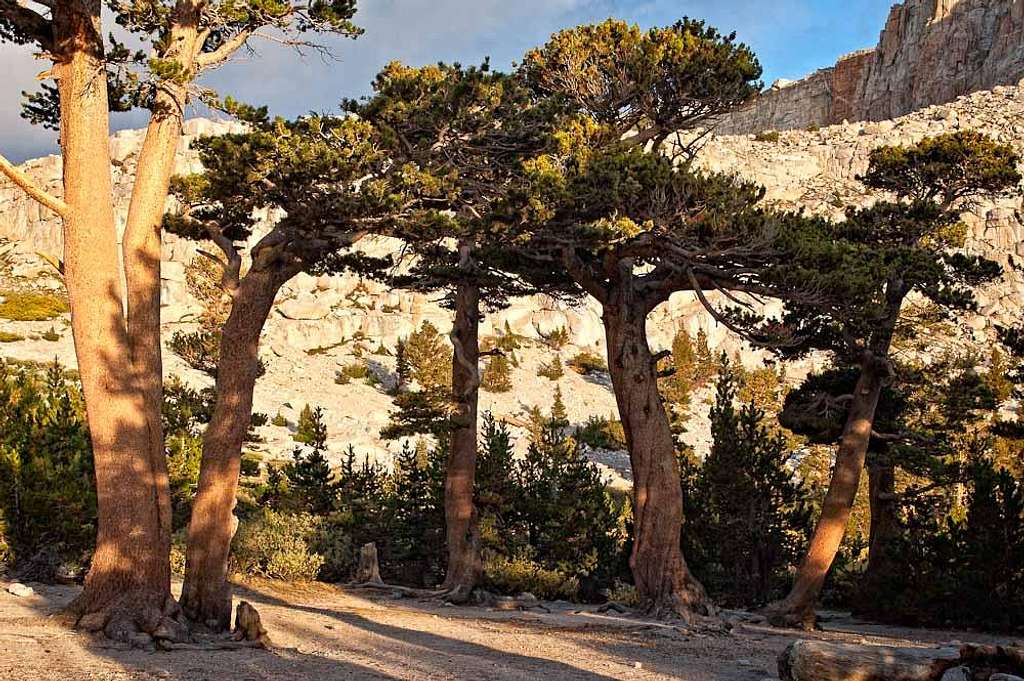 Long Lake Foxtail Pine