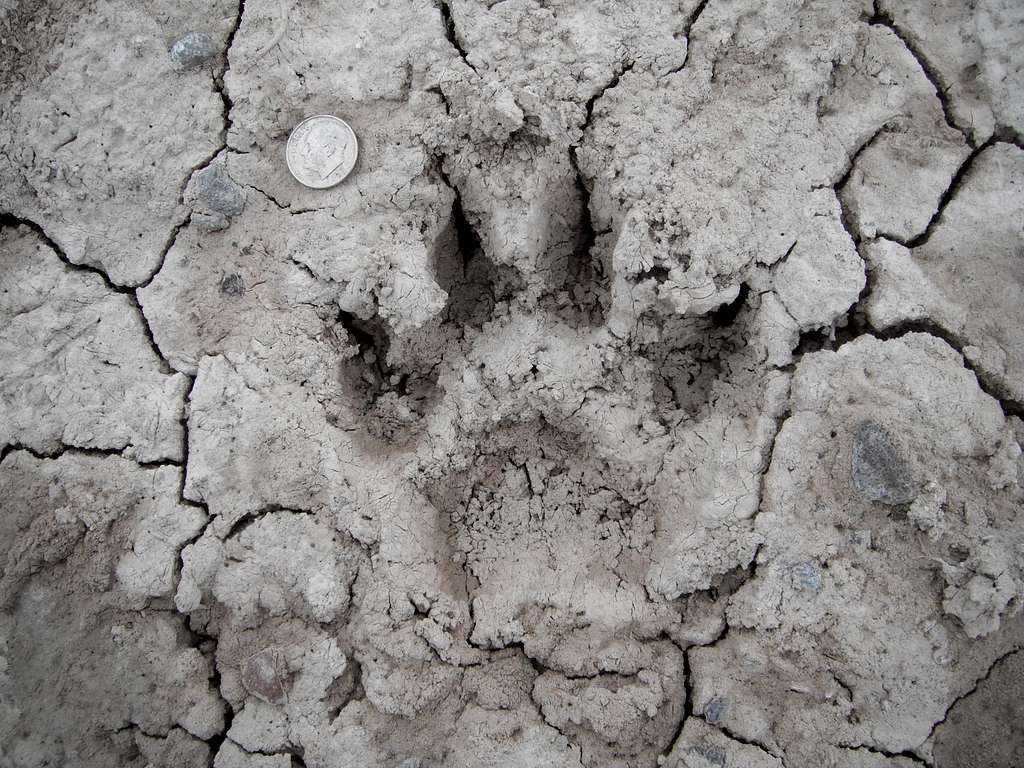 Unknown footprint