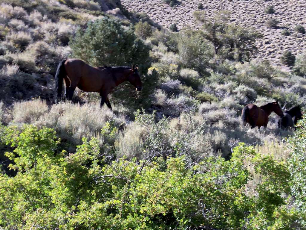 wild horses by Boundary trailhead
