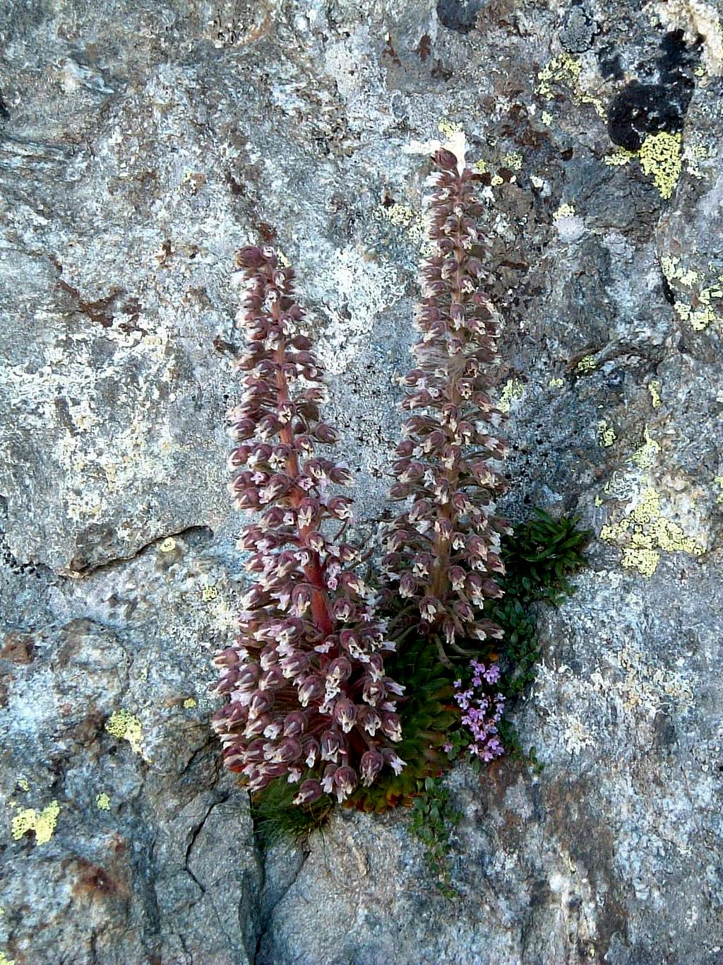 A rare shot of Saxifraga Florulenta, Alpi Marittime