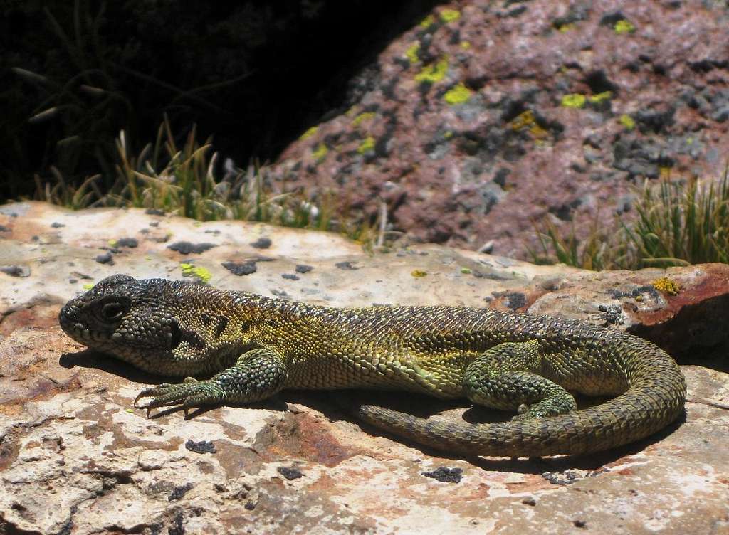 Sunbathing lizard
