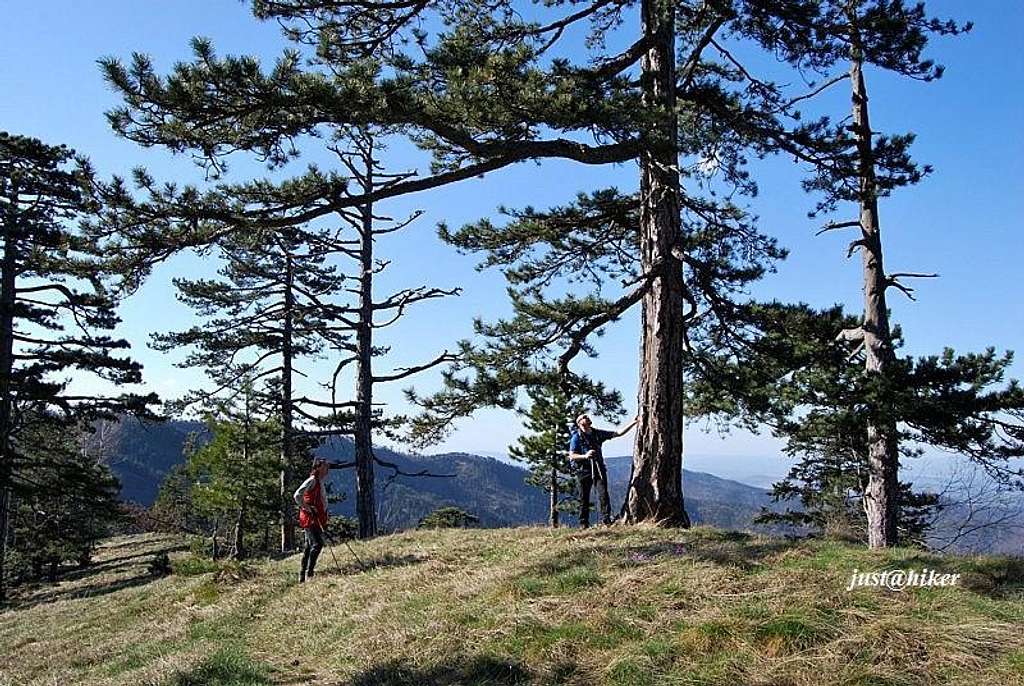 Black pines on Konjuh mountain