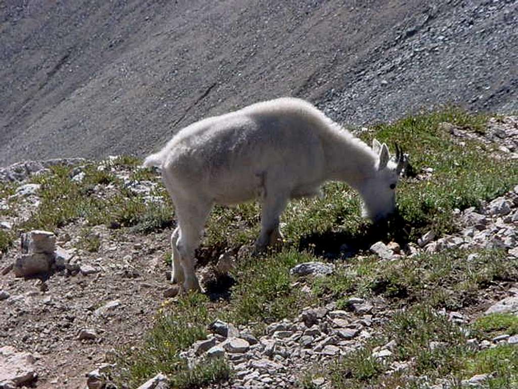 Fearless mountain goat on the...