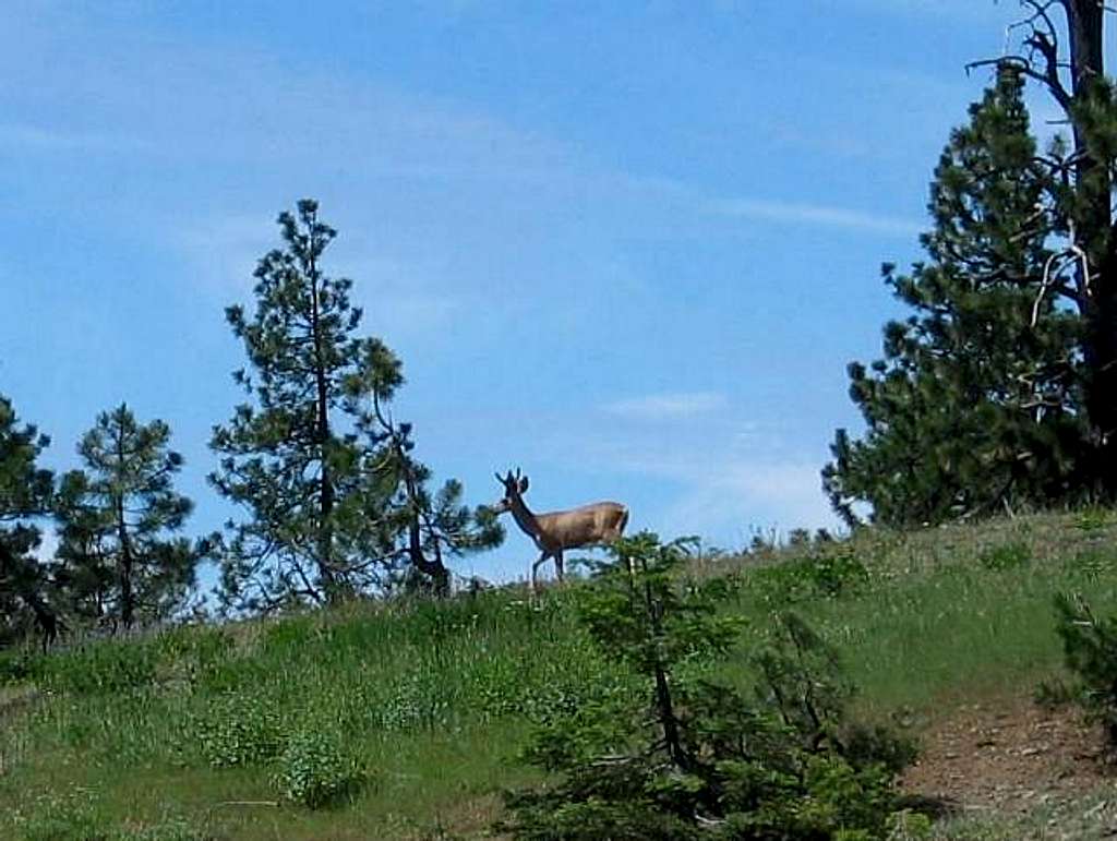 On the drive in, this buck...