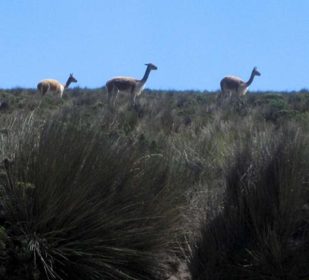 Vicuñas on the slower slopes of Chachani