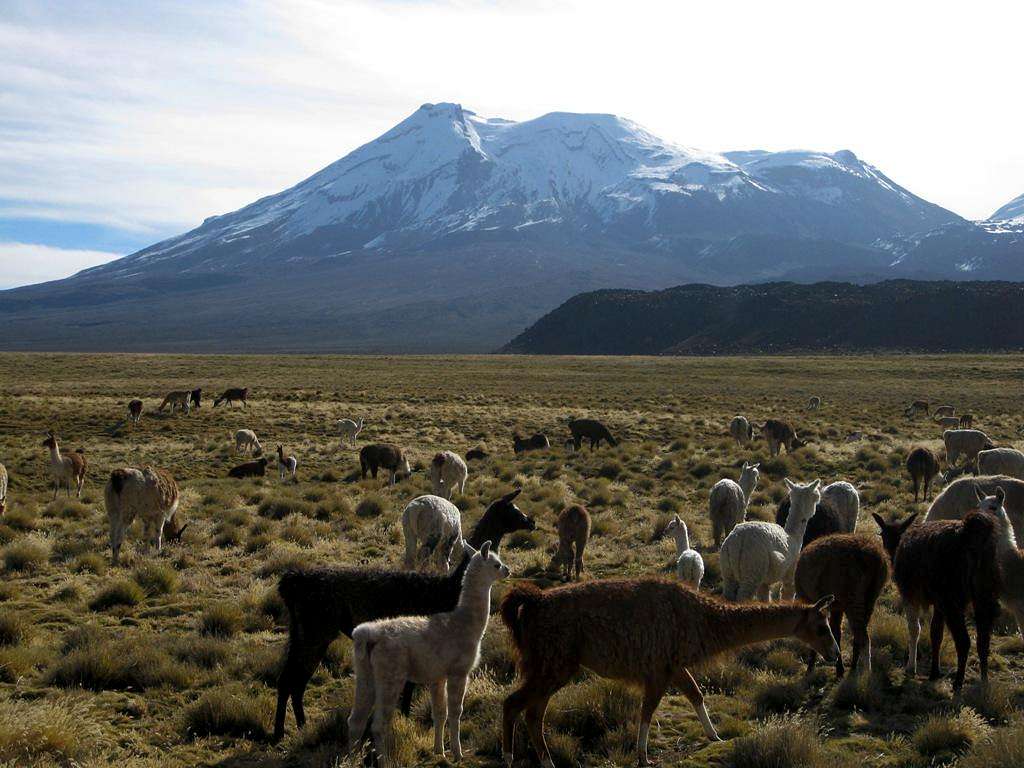 Alpacas and llamas on the plains east of Nevado Ampato