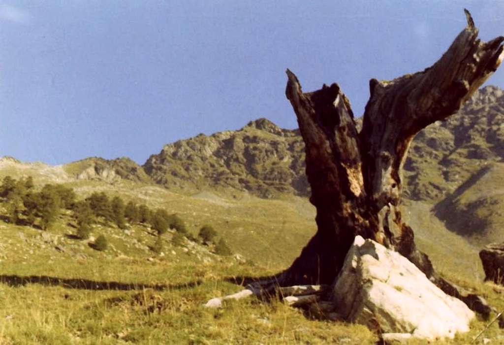 Ancient tree & Arpisson's Head above Senevé Alpage