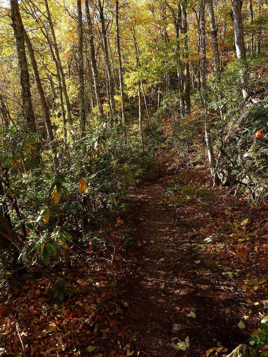 Graybeard Trail