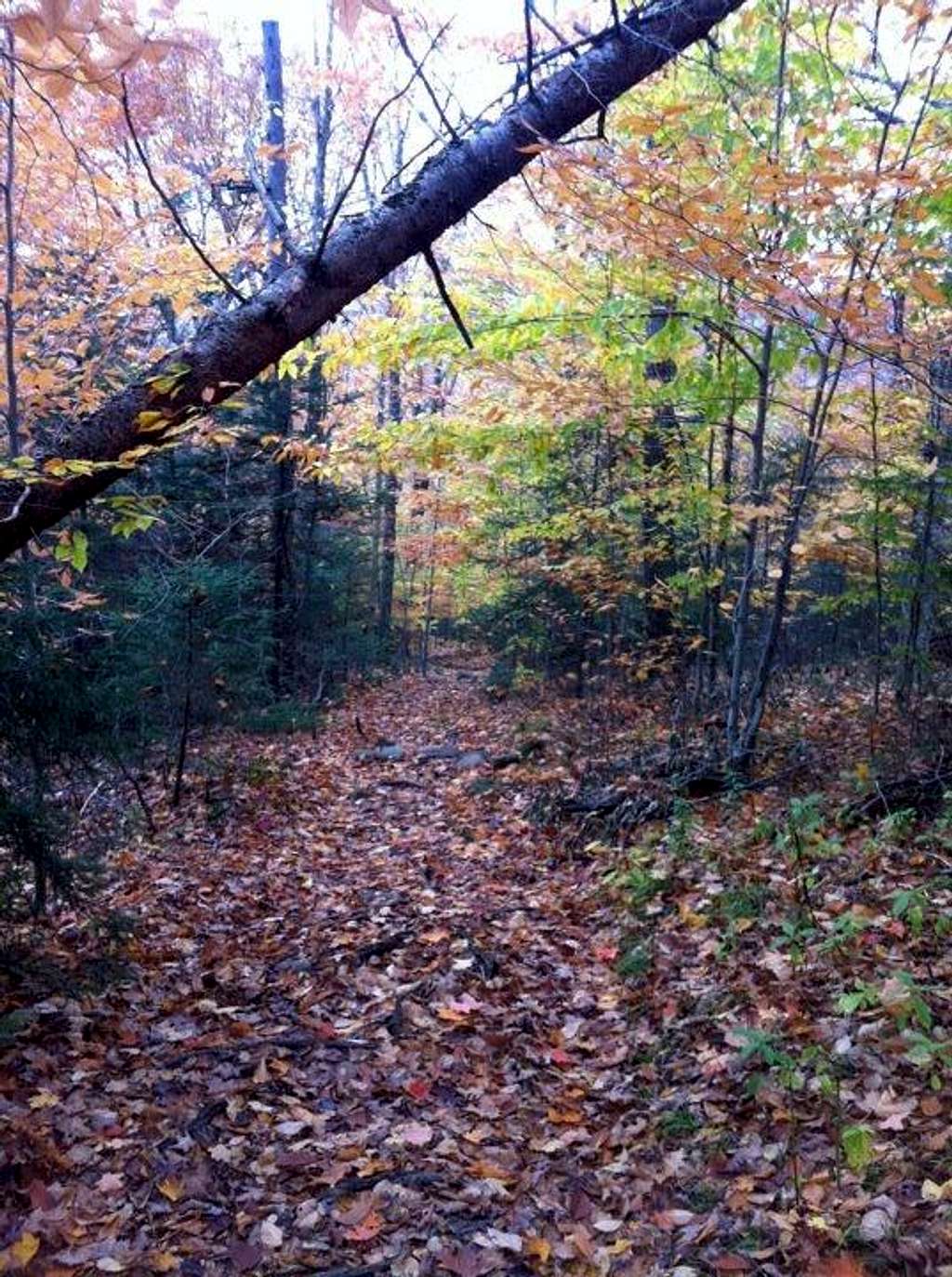 Fall colors on the Trail in NH 10/2011