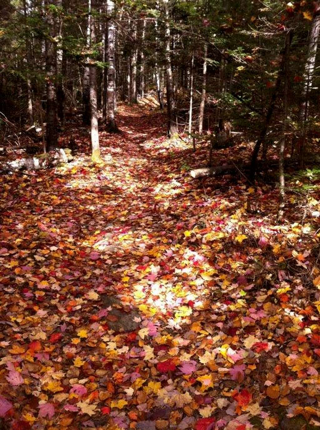 Fall trail BLING, in NH