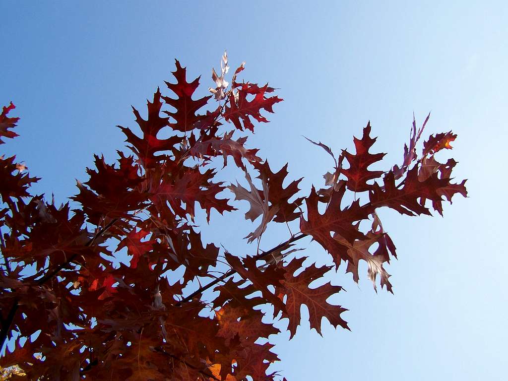 Autumn Colours 5