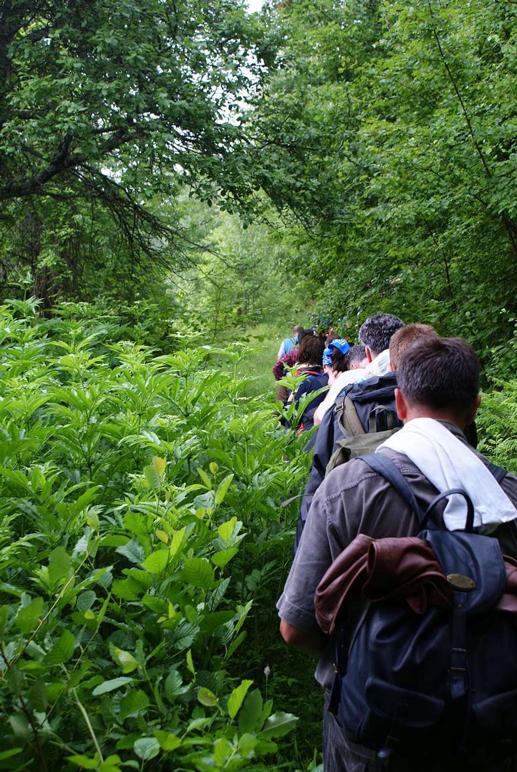 Hikers walking through the bushes