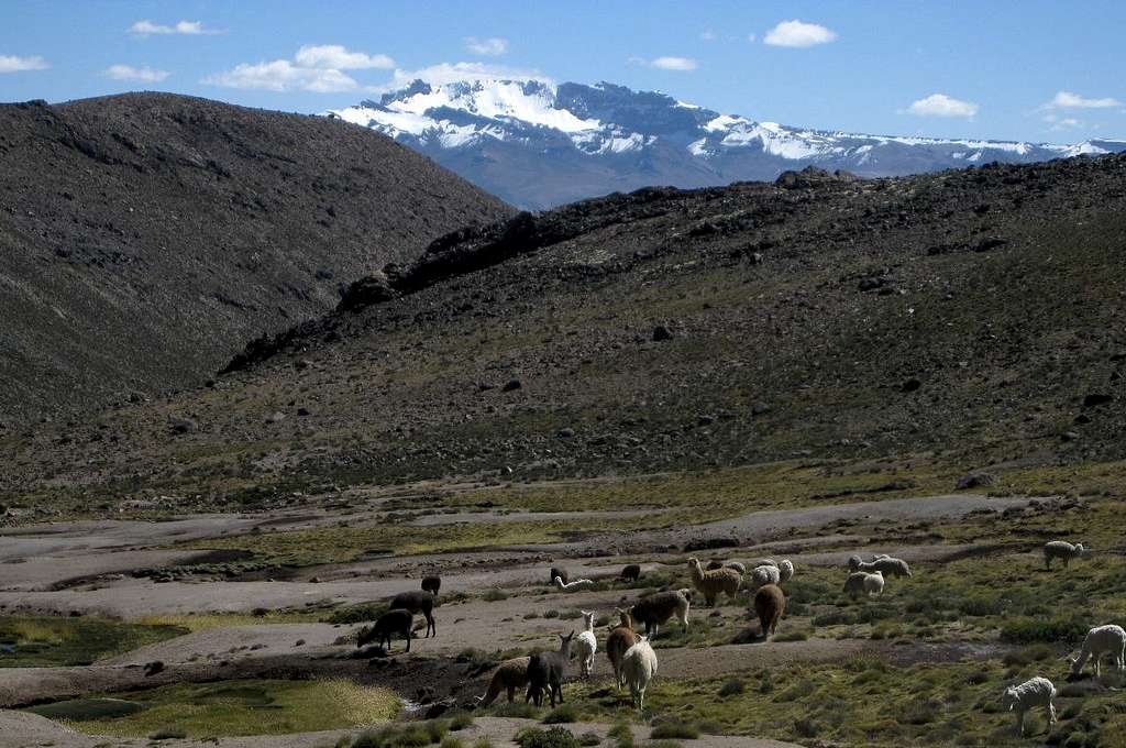 A herd of alpacas high in Quebrada Huanta Occo