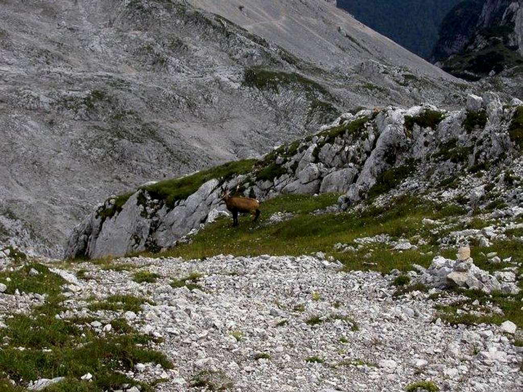 An Alpine chamois. Here you...
