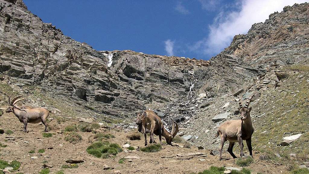 Group of Steinbocks (Capra ibex) <br> in the upper part of the Lauson basin