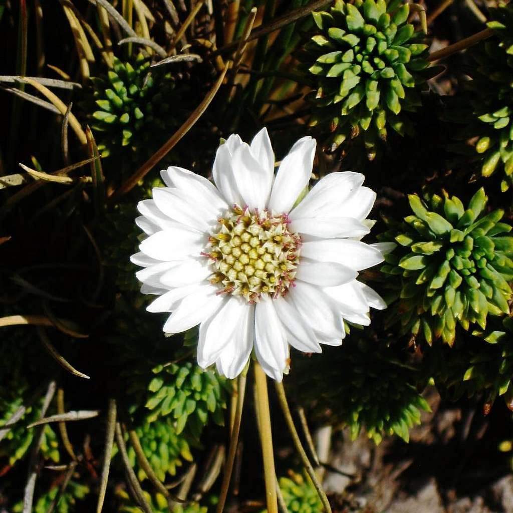 Alpine flower high on the slopes of Ausangate