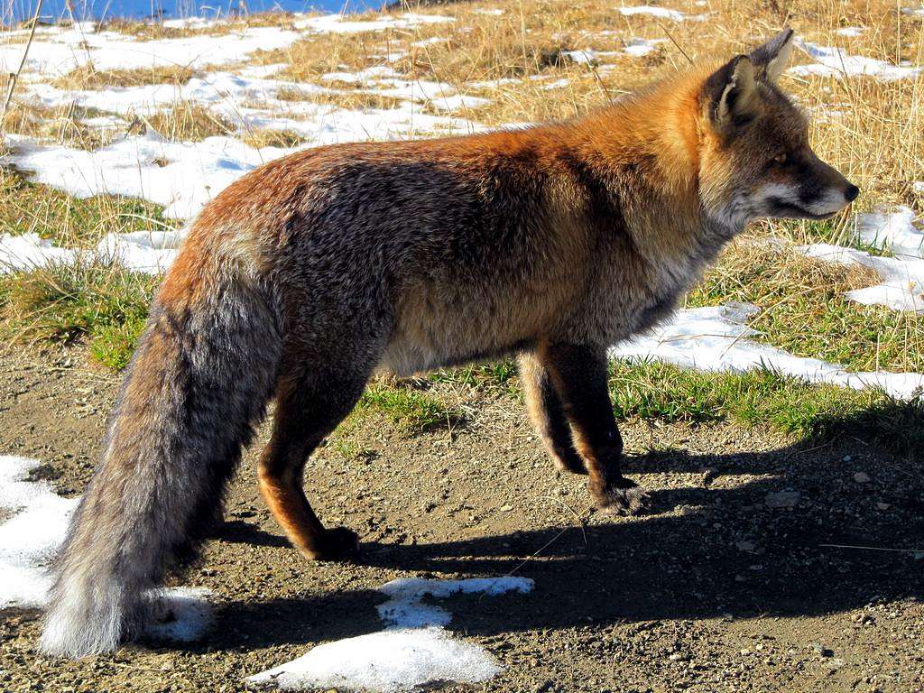 The Fox of Rhemes Valley
