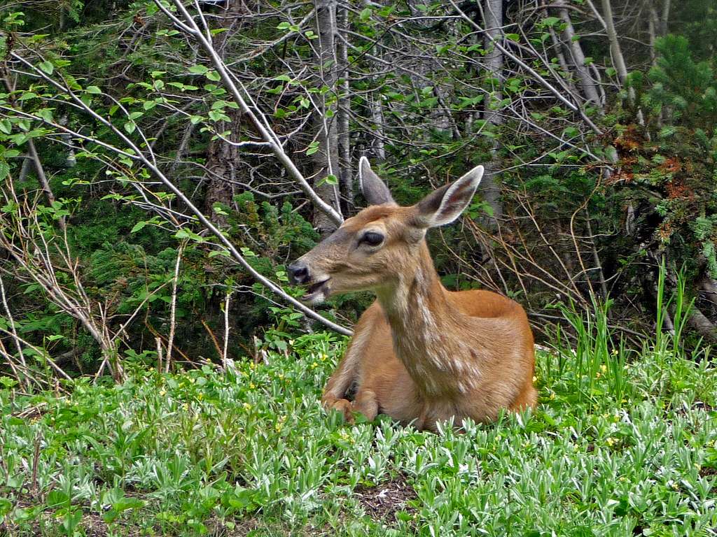 Deer Taking a Rest