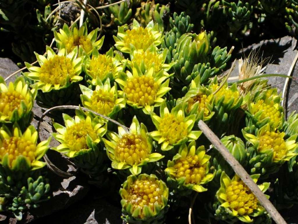 Flowers in the Cordillera Vilcanota