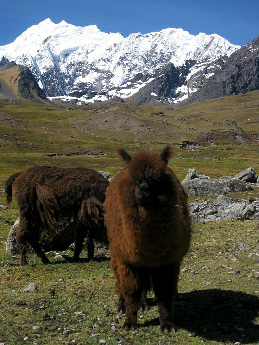 Alpacas in the Cordillera Vilcanota