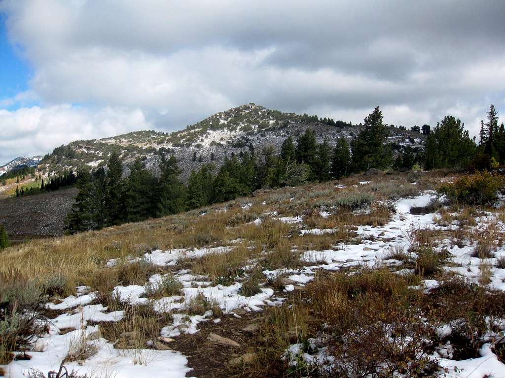 Limber Pine Peak