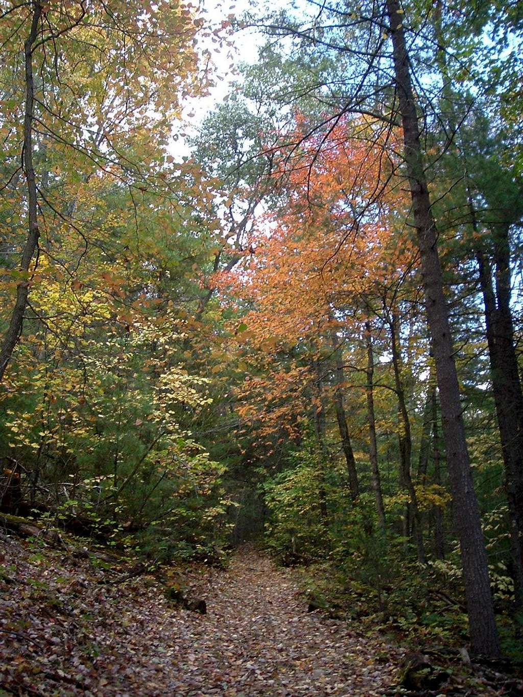 Orange Leaves on Little Stony Creek Trail