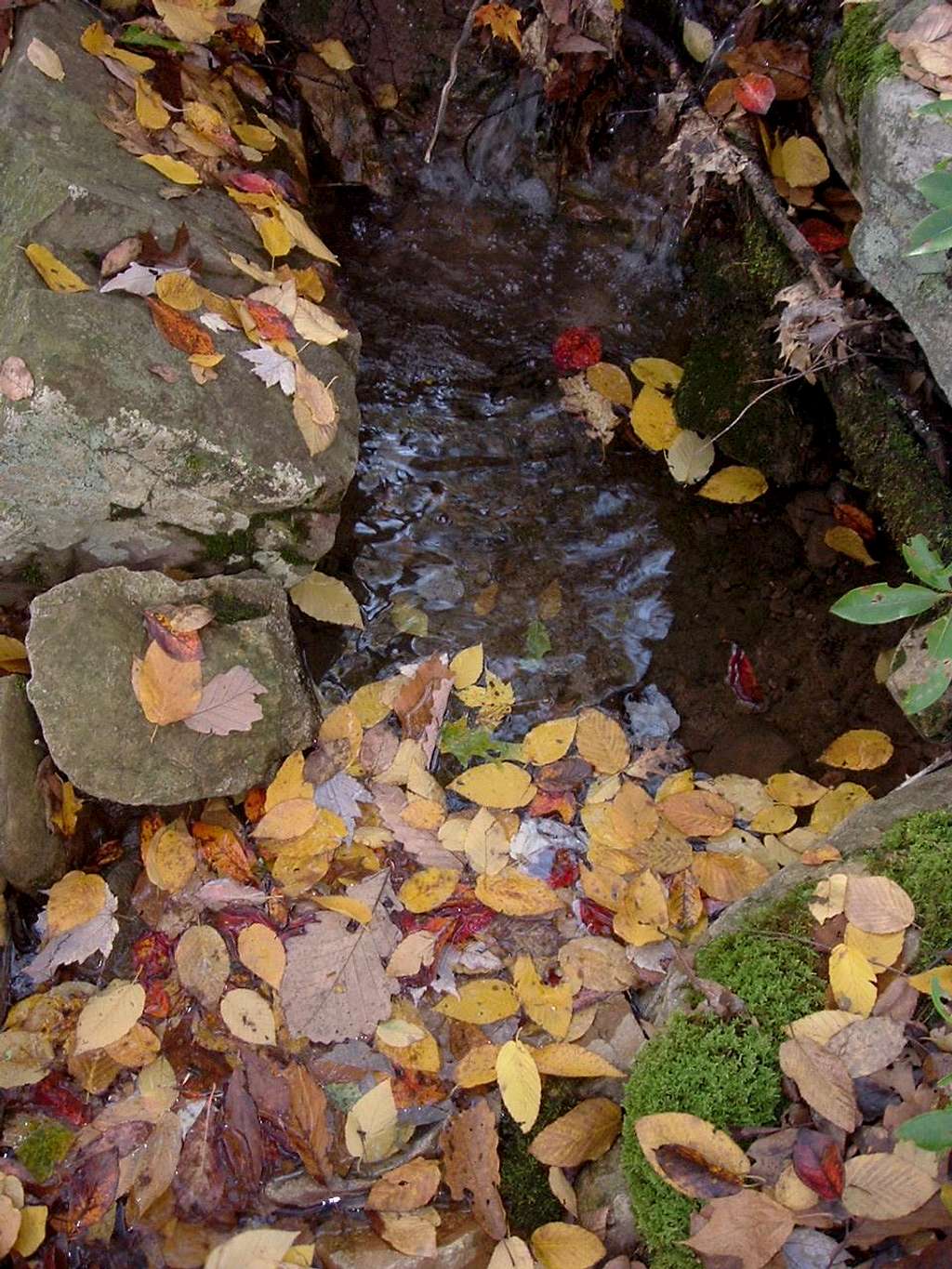 Little Stream in Autumn