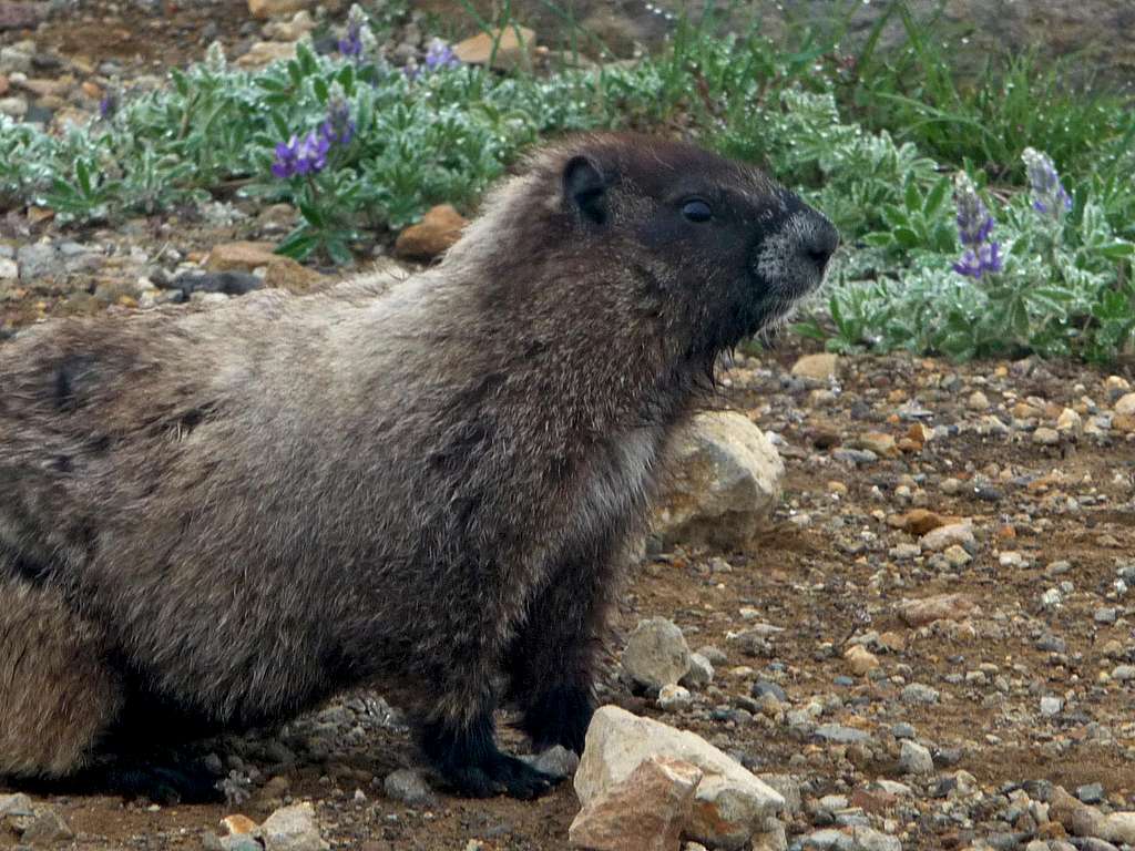 A Cute Marmot