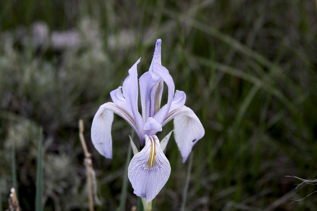 rocky mountain iris