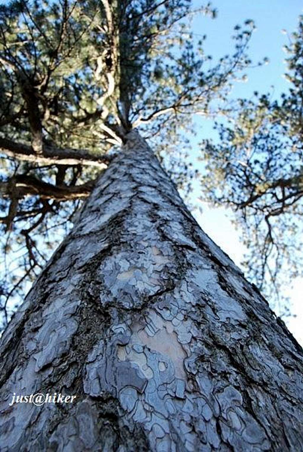 Black Pine bark (Pinus nigra)