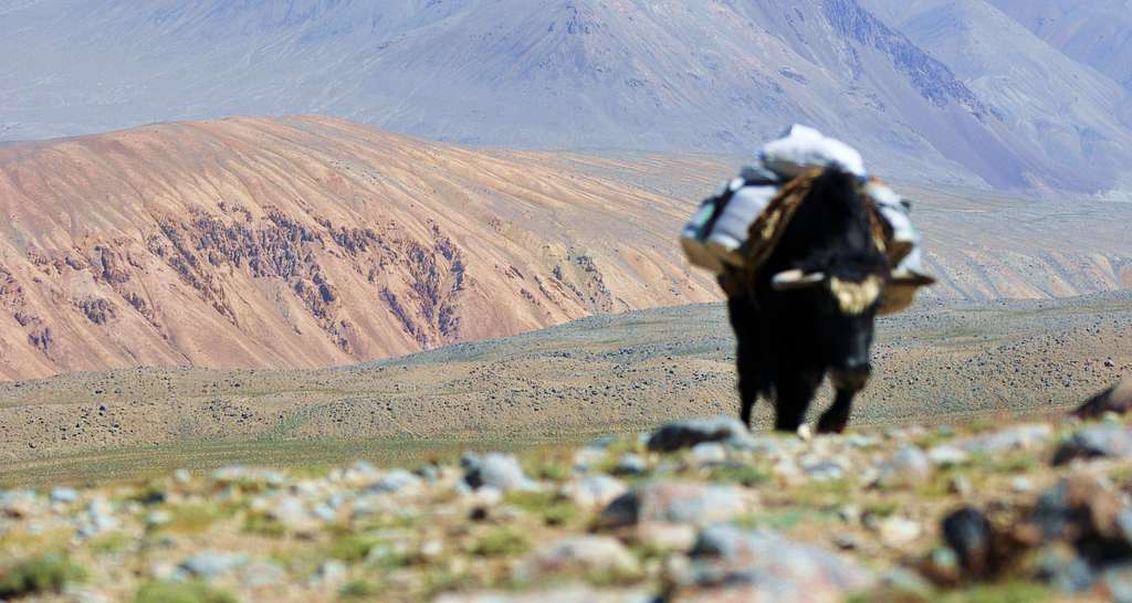 Yak, Big Pamir