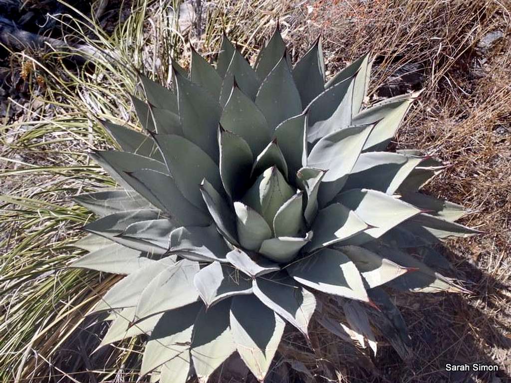 Agave in the Sierrita Mountains